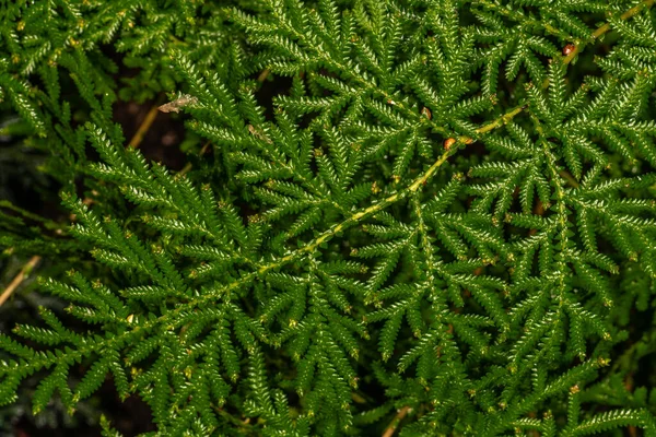 Spikemoss Braun Selaginella Braunii — Fotografia de Stock