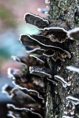 Ağaçtaki mantarlar