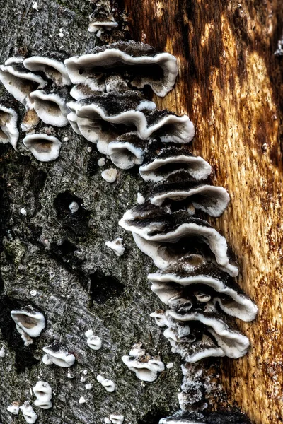 Las Setas Sobre Árbol — Foto de Stock