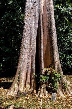 Heritage Tree - Pulai (Alstonia angustiloba) Pulau Ubin, Singapur