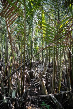 Saldırı veya Nipah Palm (Nypa meyveleri)