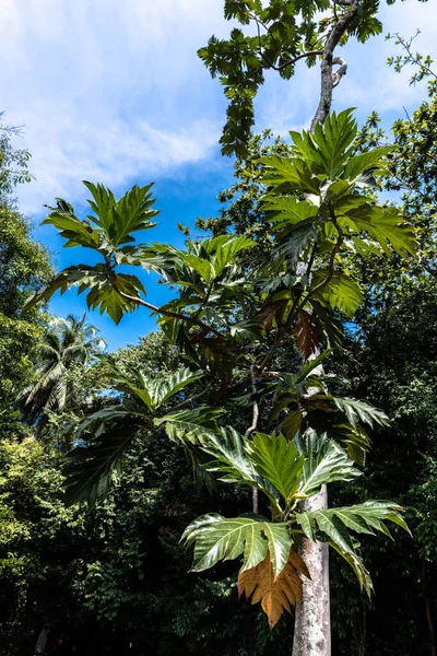 Drzewo Chlebowe Artocarpus Altilis — Zdjęcie stockowe