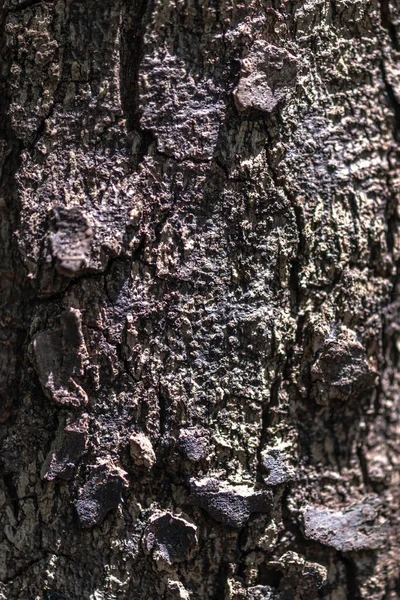 Bark Balau Sengkawang Air Tree Shorea Sumatrana — Stock Photo, Image