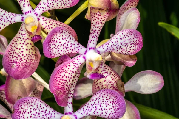 Orquídea Aranda Coração Roxo — Fotografia de Stock