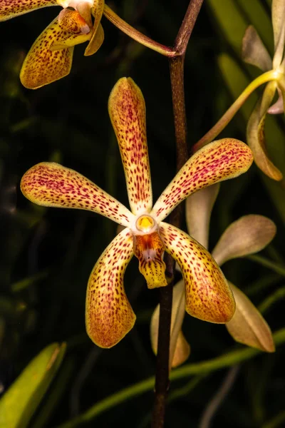 Aranda Orchid Deborah Arachnis Hookeriana Vanda Lamellata — 스톡 사진