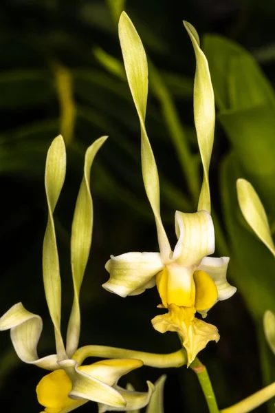 Parafuso Como Orquídea Torcida Dendrobium Chifre Strepsiceros Dendrobium — Fotografia de Stock