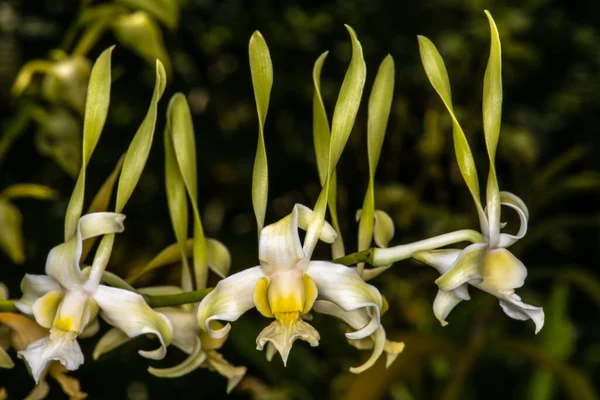 Den Skruvliknande Vridna Hornet Dendrobium Orchid Dendrobium Strepsiceros — Stockfoto