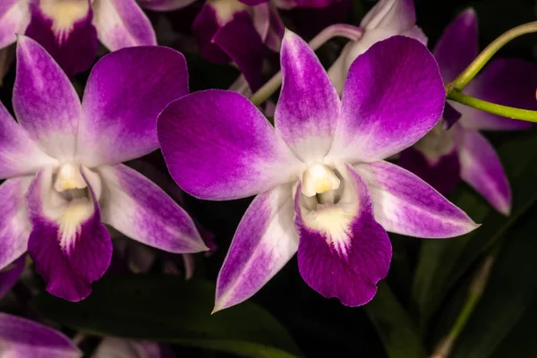 Flor Orquídea Dendrobium Sonia — Fotografia de Stock