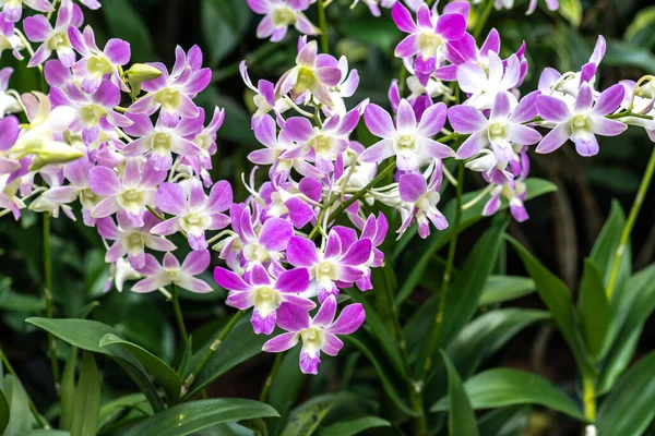 Dendrobium Orchid Lucian Pink — Stock Photo, Image