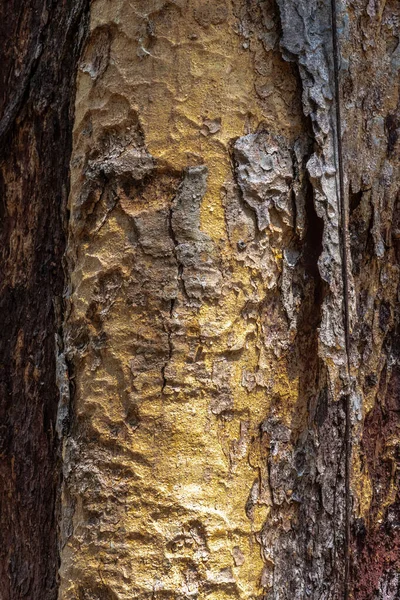 Kůra Balzámu Copaiba Copaifera Officinalis — Stock fotografie