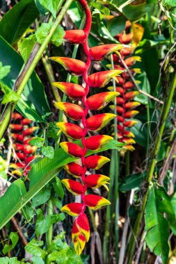 Sahte Cennet Kuşu (Heliconia rostrata))