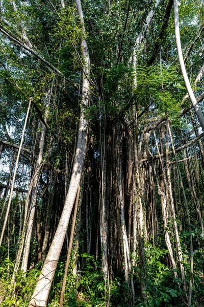 Malezyjskie Drzewo Banyan Lub Jejawi Ficus Microcarpa — Zdjęcie stockowe