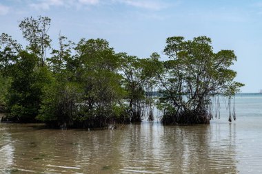 Lenggadai Ağaçları (Bruguiera parviflora)