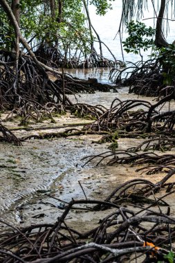 Mangrove Kökleri Low Tide, Singapur 'da