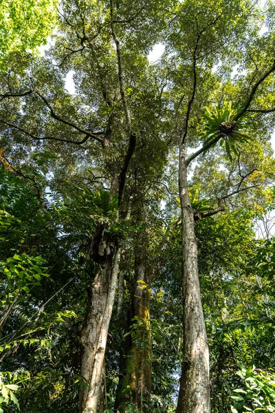 Drzewo Wielkoowocowe Durio Zibethinus — Zdjęcie stockowe