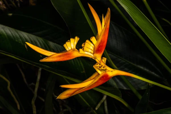 Frutos Una Planta Heliconia — Foto de Stock