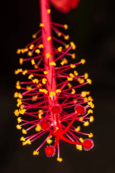 Close Hibiscus Flower — Stock Photo, Image
