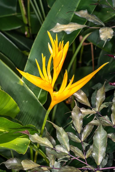 Sarı Tropikal Heliconia Çiçeği — Stok fotoğraf