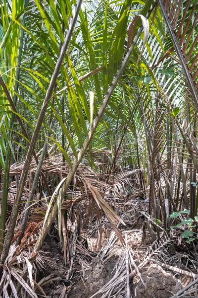 Attap Lub Nipah Palm Nypa Fruticans — Zdjęcie stockowe