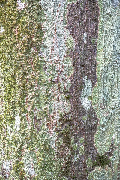 Kůra Opičího Jacka Neboli Perian Tree Artocarpus Rigidus — Stock fotografie