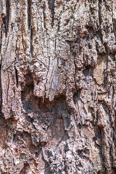 マーランティ テマクの樹皮 ニピスの木 ショア ロックスブルギイ — ストック写真