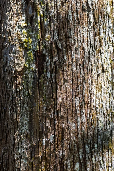 Meranti Palang Tree Shorea Bracteolata — 스톡 사진