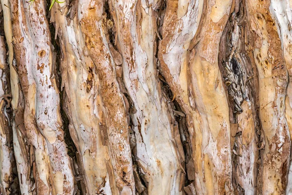 Kora Płaczącego Drzewa Leptospermum Madidum Ssp Satyna — Zdjęcie stockowe