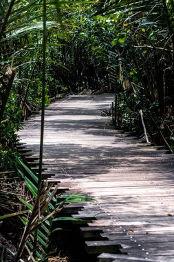 Chek Jawa Yolu, Pulau Ubin, Singapur