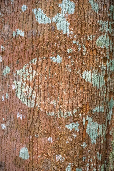白銀のグッタ又はニヤートの木の樹皮 パラキウム オボバタム — ストック写真