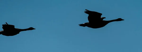 Silhouetten Fliegender Kanadagänse Branta Canadensis — Stockfoto