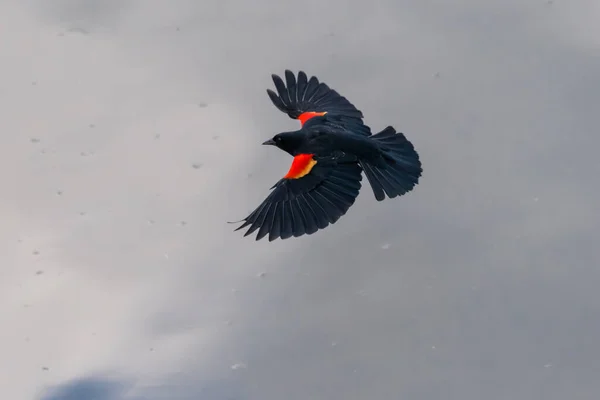 Pássaro Preto Asa Vermelha Agelaius Phoeniceus — Fotografia de Stock