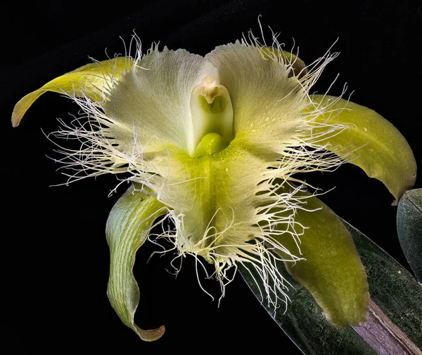 Orquídea Brassavola Rhyncholaelia Digbyana — Foto de Stock