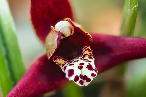 Κοντινό Πλάνο Της Ορχιδέας Flower Maxillaria Spec — Φωτογραφία Αρχείου