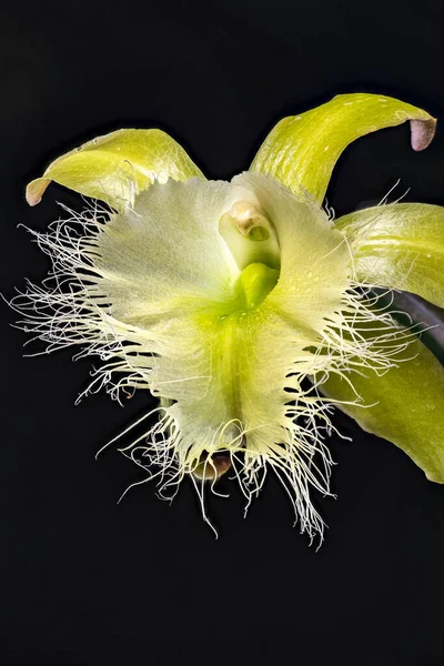 Brassavola Orchid Rhyncholaelia Digbyana — Φωτογραφία Αρχείου