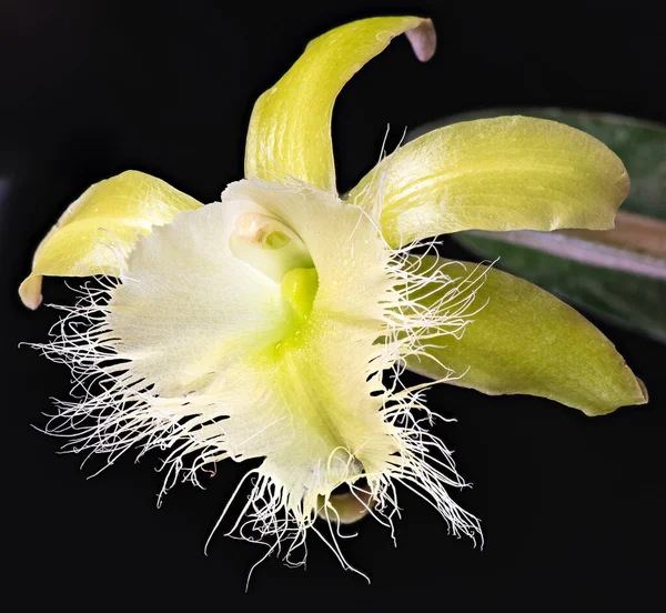 Brassavola Orchid Rhyncholaelia Digbyana — Φωτογραφία Αρχείου
