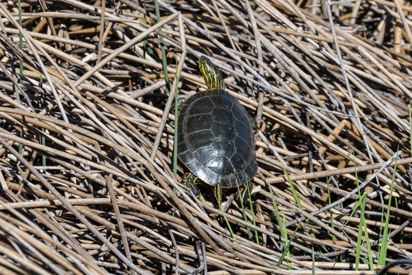 Sunbathing Western Painted Turtle Chrysemys Picta Bellii — Stock Photo, Image