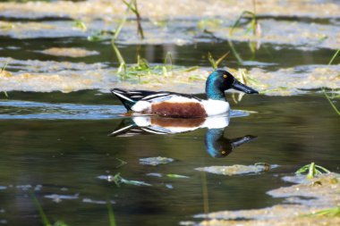 Northern Shoveler (Anas clypeata), Turnbull Wildlife Refuge, WA