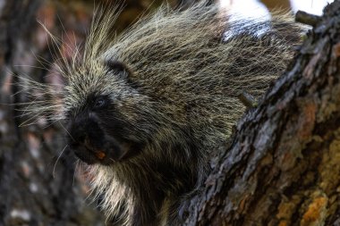 Kirpi (Erethizon dorsatum), WA, ABD