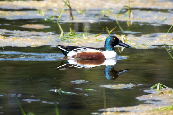 Norte Anas Clypeata Turnbull Wildlife Refuge — Fotografia de Stock