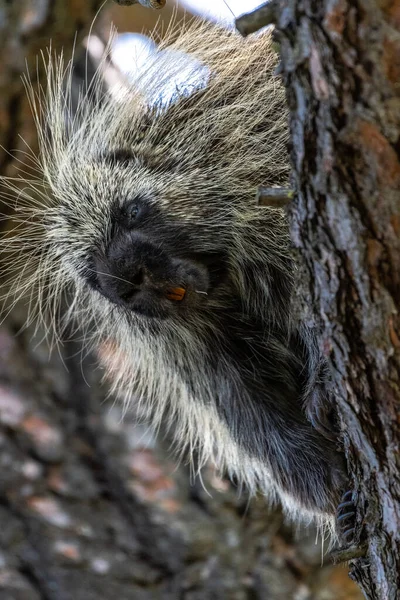 Porcupine Erethizon Dorsatum États Unis — Photo