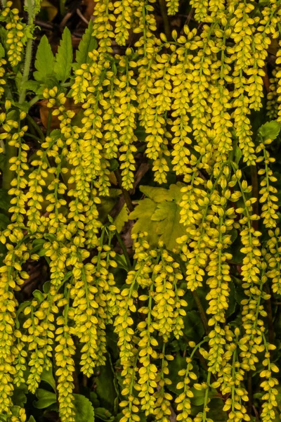 Ogon Jagnięcy Chiastophyllum Oppositifolium — Zdjęcie stockowe