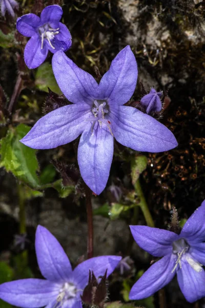 Serbian Bellflower Campanula Poscharskyana Campanulaceae — Stock Photo, Image