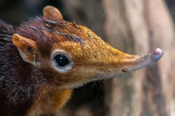 Fekete Rufous Elephant Shrew Rhynchocyon Petersi — Stock Fotó