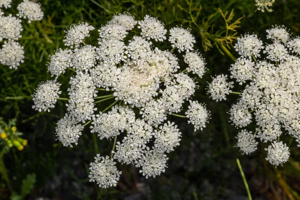 Blomma Athamanta Växt Athamanta Turbith — Stockfoto