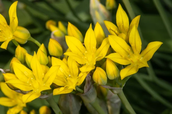 Lily Leek Allium Moly Amaryllidaceae — Stock Photo, Image