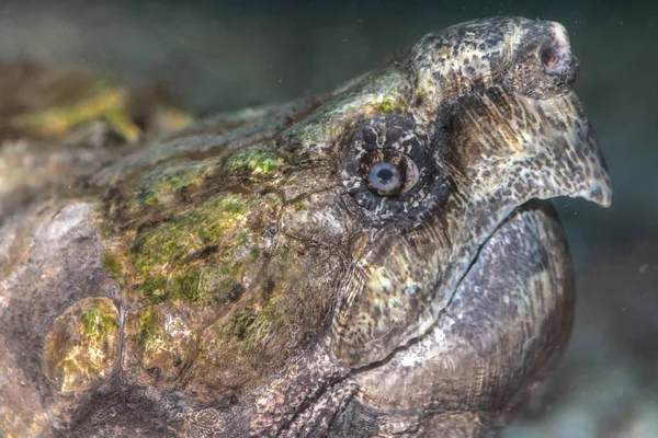 Hoofd Van Alligator Snapping Turtle Macrochelys Temminckii — Stockfoto