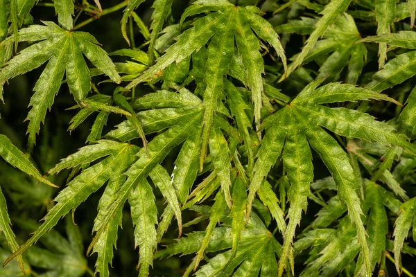 Листья Японского Клена Acer Palmatum Var Камагата — стоковое фото
