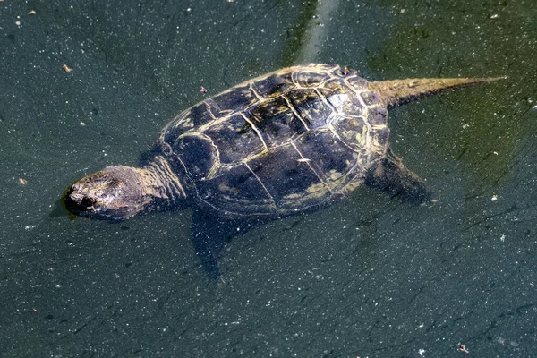 Common Snapping Turtle (Chelydra serpentina)