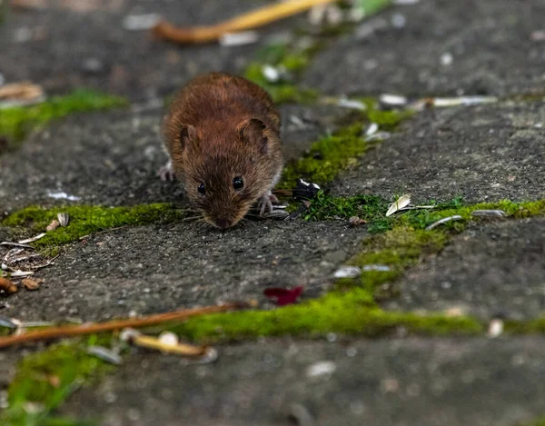 食べ物を求めてマウス — ストック写真