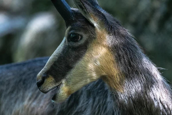 Portrét Kozí Antilopy Zámiš Rupicapra Rupicapra — Stock fotografie